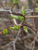 Crataegus submollis