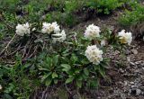 Rhododendron caucasicum. Цветущее растение. Адыгея, Фишт-Оштеновский массив, перевал Черкесский, ≈ 1800 м н.у.м., субальпийский луг. 07.07.2017.