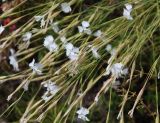 Dianthus fragrans