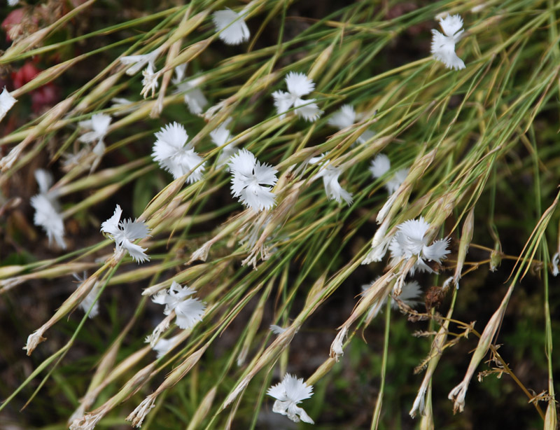 Image of Dianthus fragrans specimen.