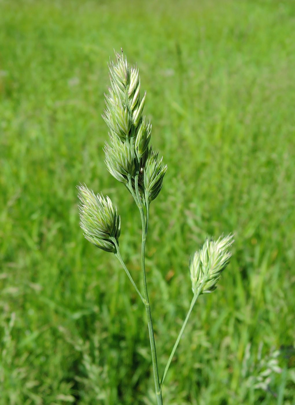 Image of Dactylis glomerata specimen.