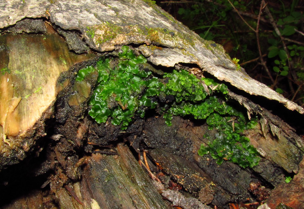 Image of Aneura pinguis specimen.