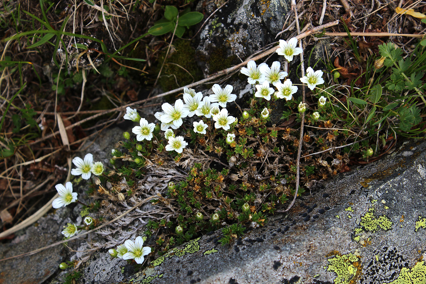 Image of Minuartia imbricata specimen.