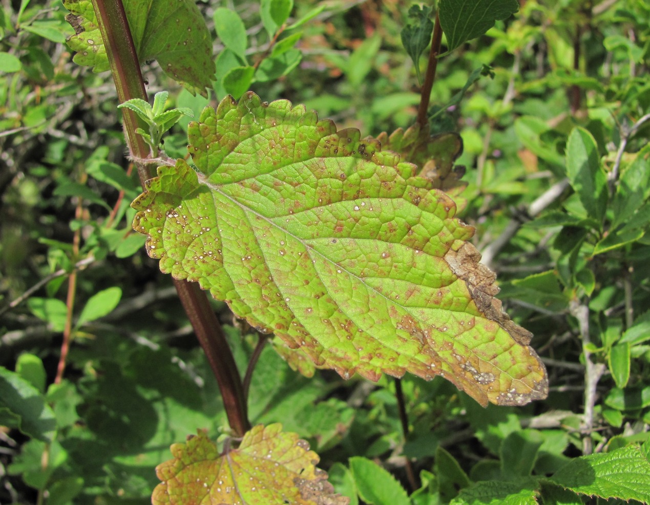 Image of Nepeta grandiflora specimen.