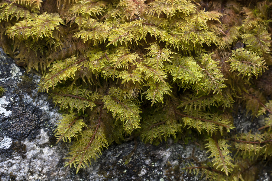 Image of Hylocomium splendens specimen.