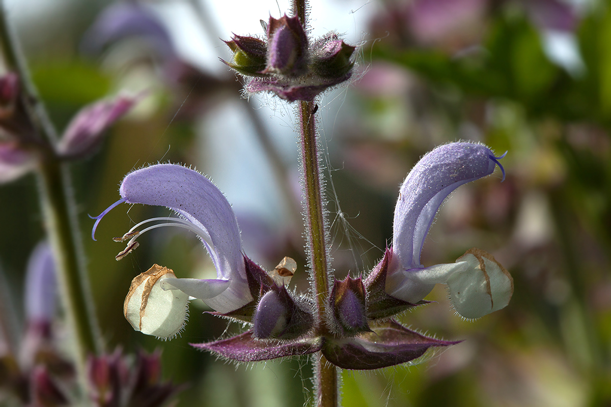 Image of Salvia sclarea specimen.