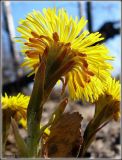 Tussilago farfara