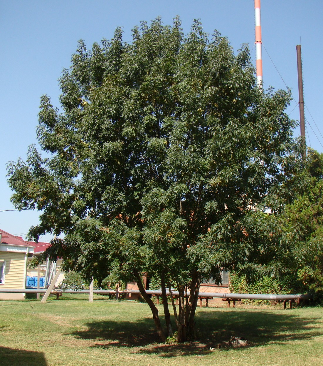 Image of Fraxinus excelsior specimen.