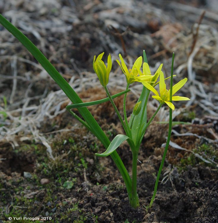 Изображение особи Gagea liotardii.