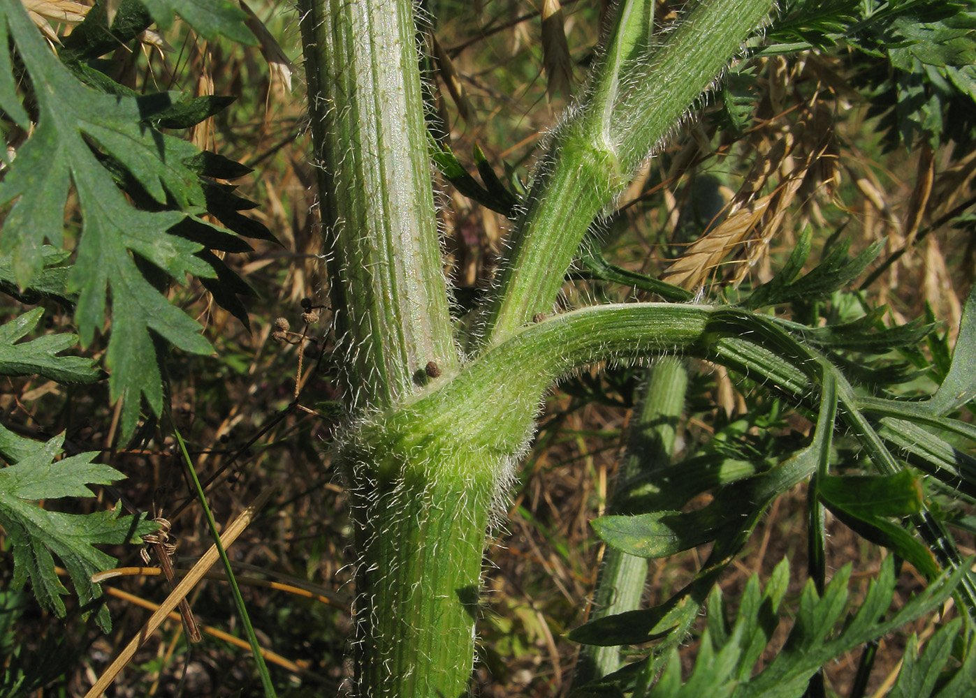 Image of Daucus carota specimen.