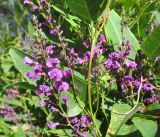 Hardenbergia violacea