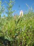 Astragalus macrotropis. Цветущее растение. Южный Казахстан, западные отроги Киргизского хр., горы Ботамойнак в окр. г. Тараз, ≈ 700 м н.у.м., в лёссовом межгорном понижении. 19 мая 2017 г.