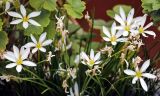 Zephyranthes candida