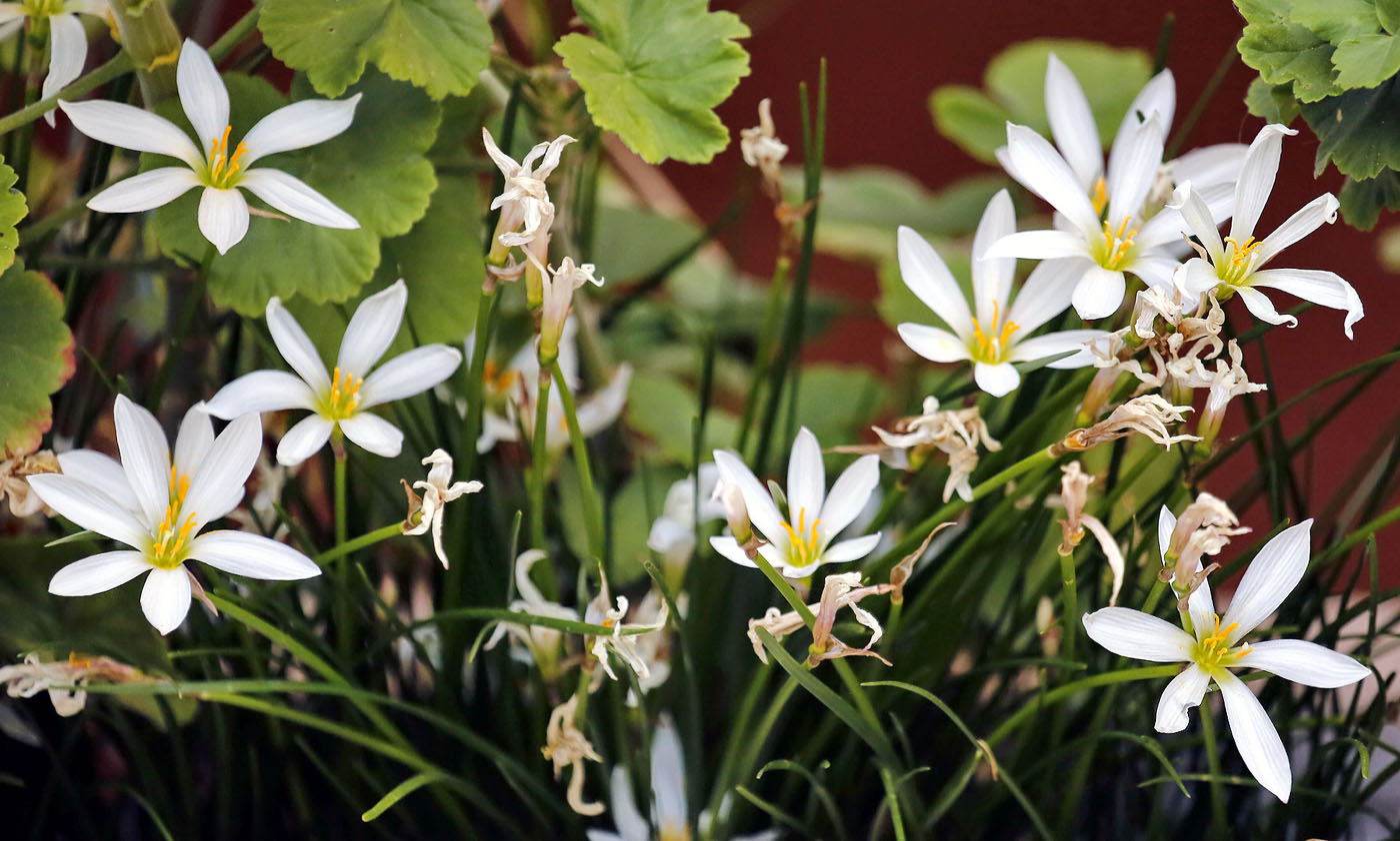 Изображение особи Zephyranthes candida.