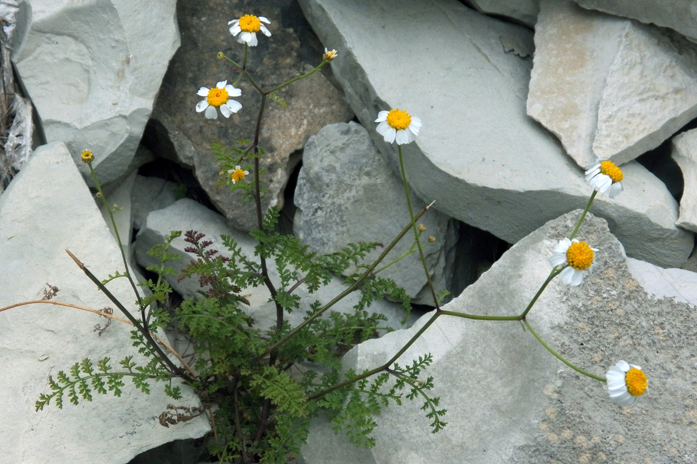 Image of Pyrethrum leptophyllum specimen.