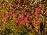 Drosera rotundifolia. Плодоносящие растения на сфагнуме. Магаданская обл., г. Магадан, окр. мкр-на Автодром, заболоченный участок на пологом склоне сопки. 03.08.2016.