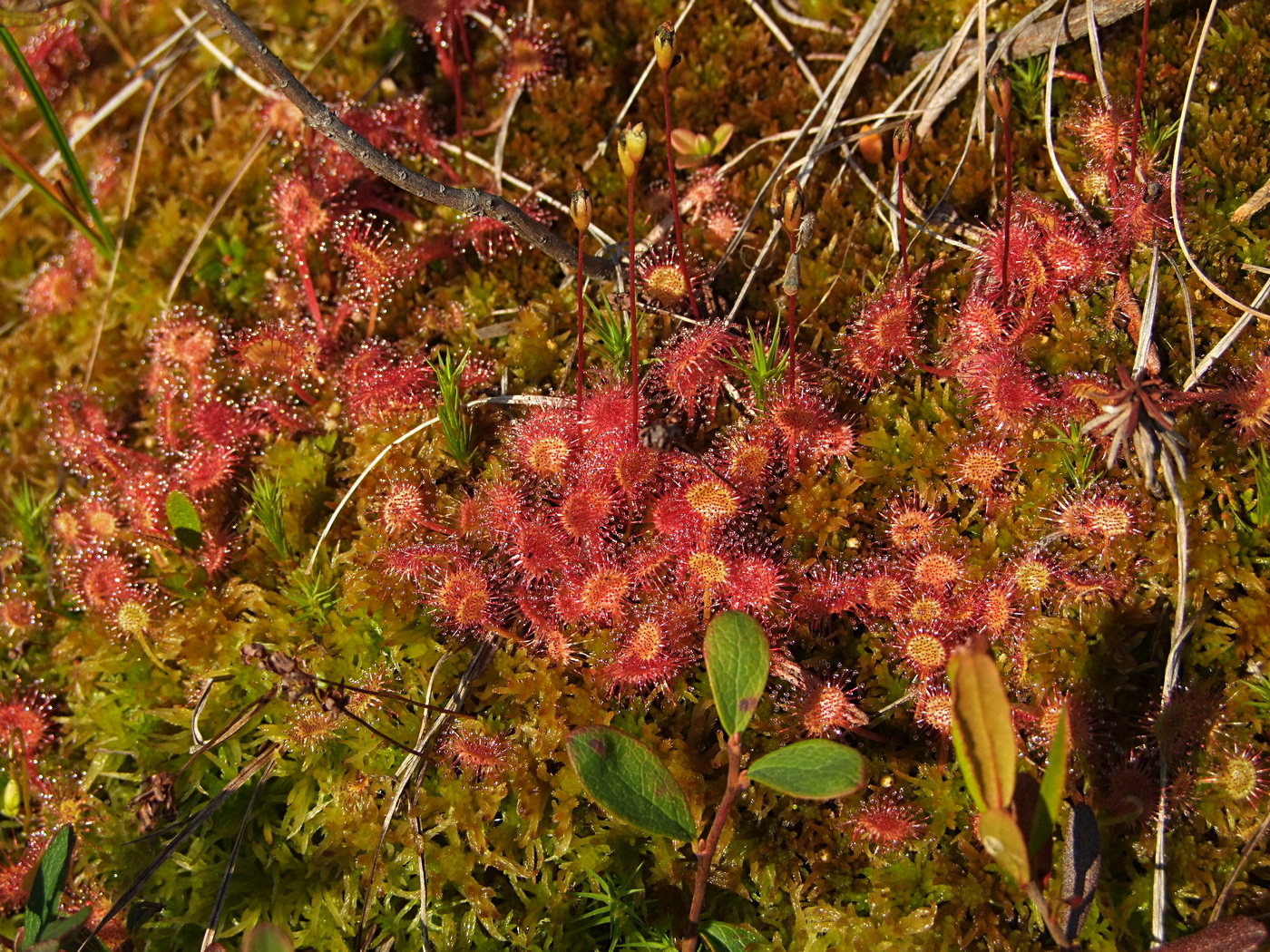 Изображение особи Drosera rotundifolia.