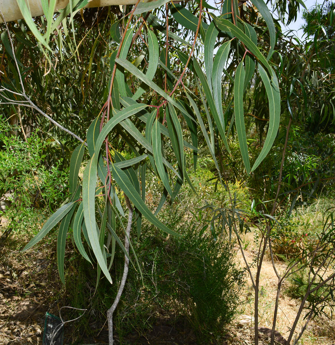 Изображение особи Eucalyptus erythrocorys.