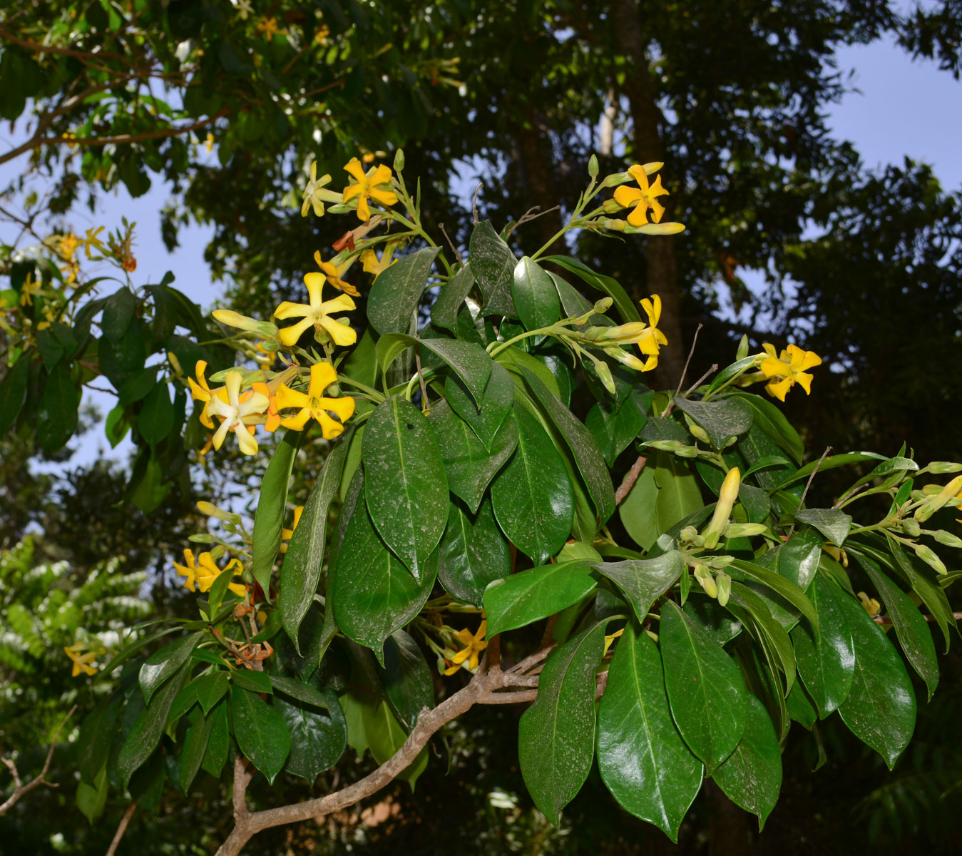 Изображение особи Hymenosporum flavum.