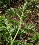 Potentilla supina