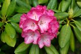 genus Rhododendron