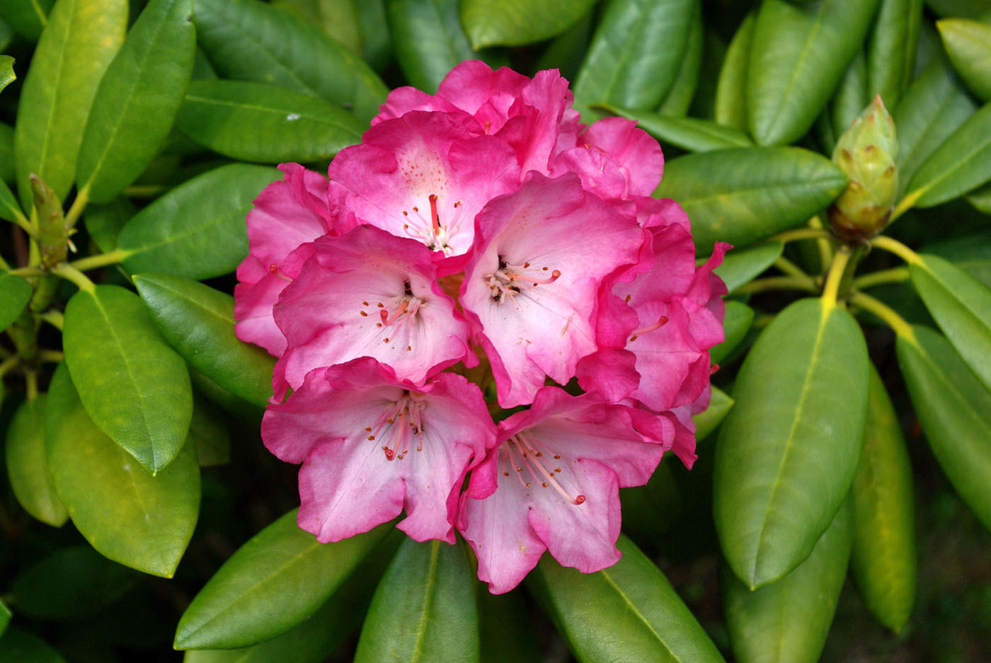 Изображение особи род Rhododendron.