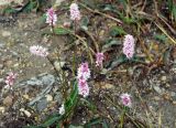 Bistorta officinalis. Цветущие растения. Якутия, Нерюнгринский р-н, окр. перевала Тит. 26.07.2016.