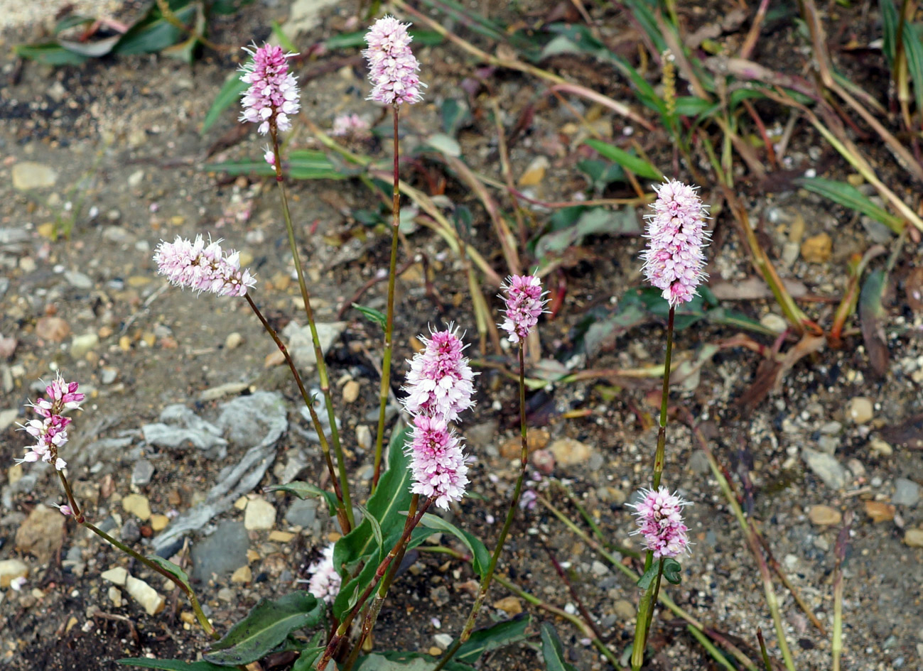 Изображение особи Bistorta officinalis.