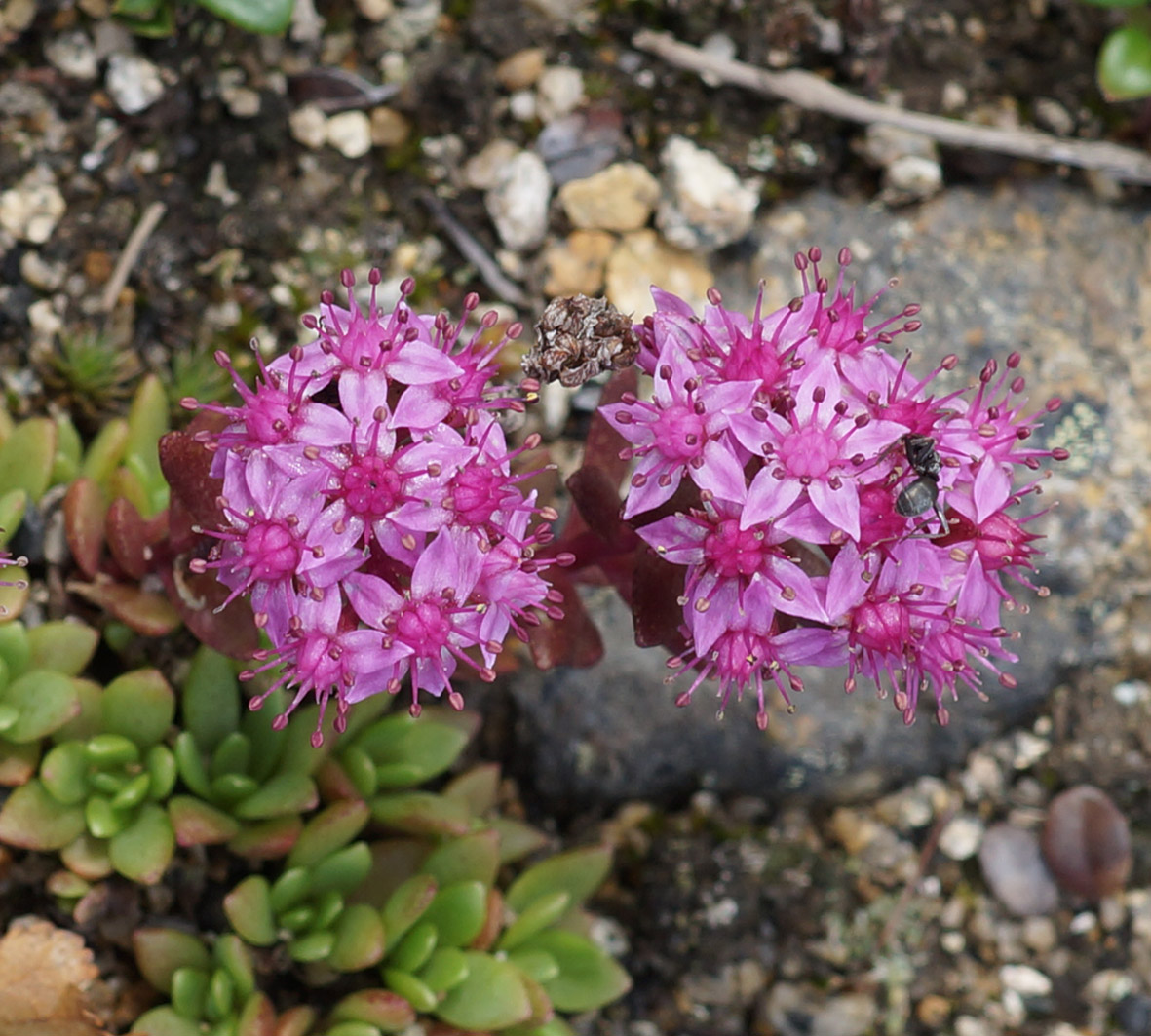Image of Hylotelephium cyaneum specimen.