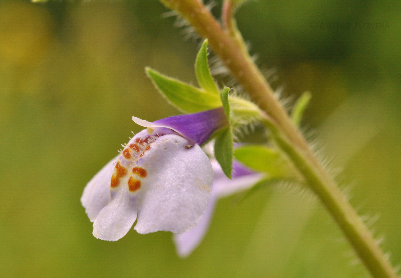 Изображение особи Mazus stachydifolius.