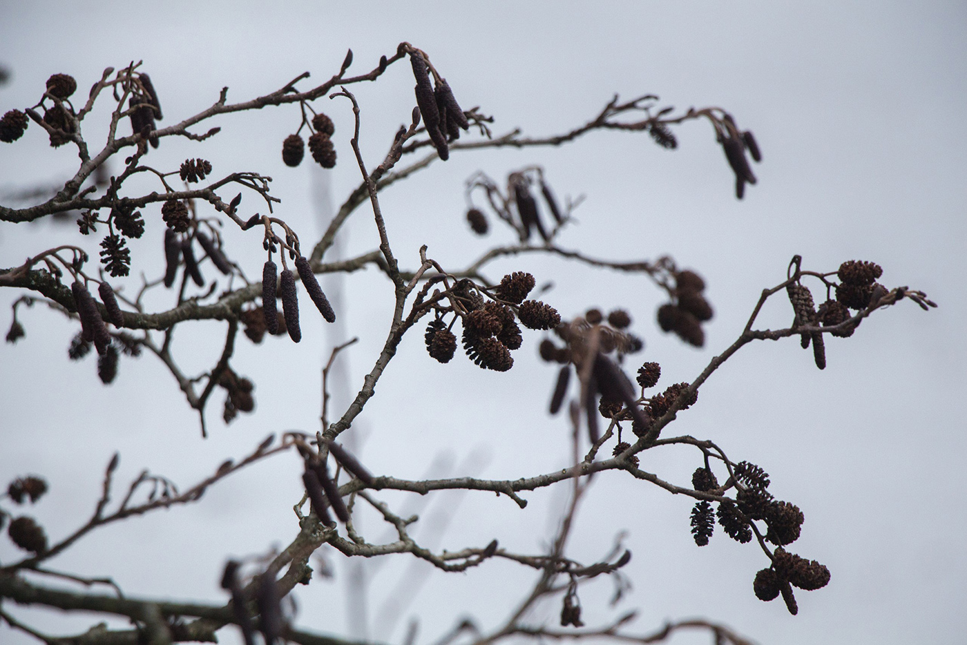 Image of Alnus glutinosa specimen.