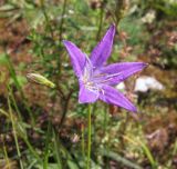 Campanula wolgensis. Цветок. Средний Урал, Свердловская обл., городской округ Первоуральск, окр. с. Слобода, правый берег р. Чусовая, луг на террасе над известняковыми скалами. 15.07.2017.