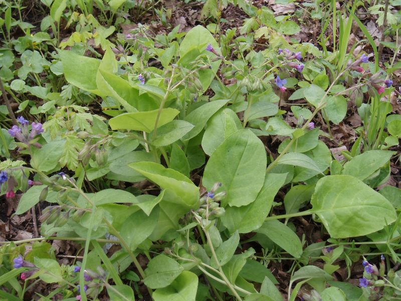 Изображение особи Pulmonaria obscura.