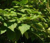 Catalpa bignonioides