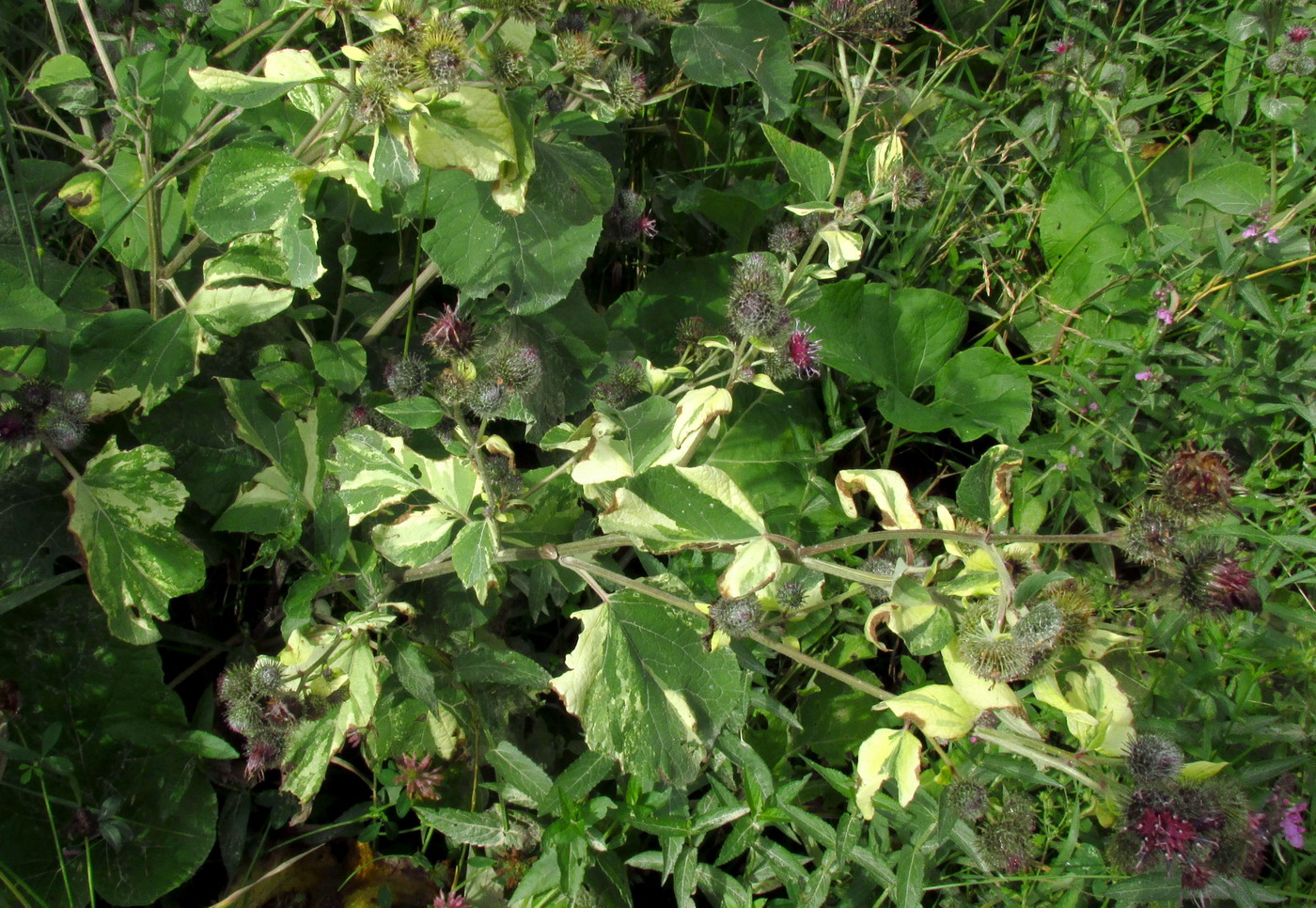 Image of Arctium tomentosum specimen.