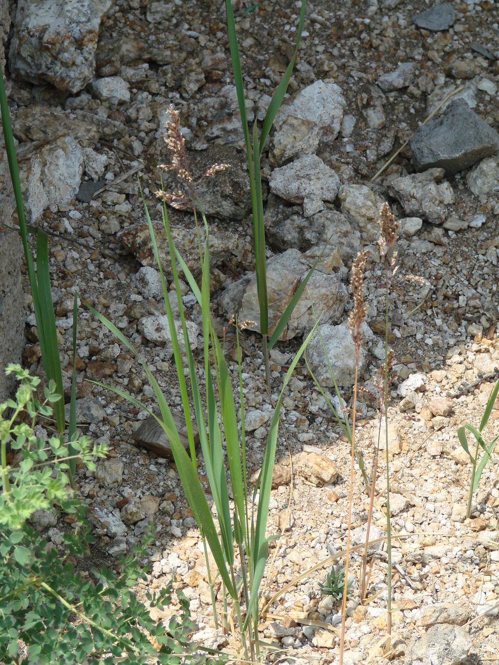 Image of genus Hierochloe specimen.