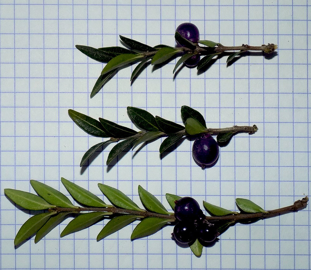 Image of Lonicera ligustrina var. pileata specimen.