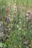 Stachys atherocalyx