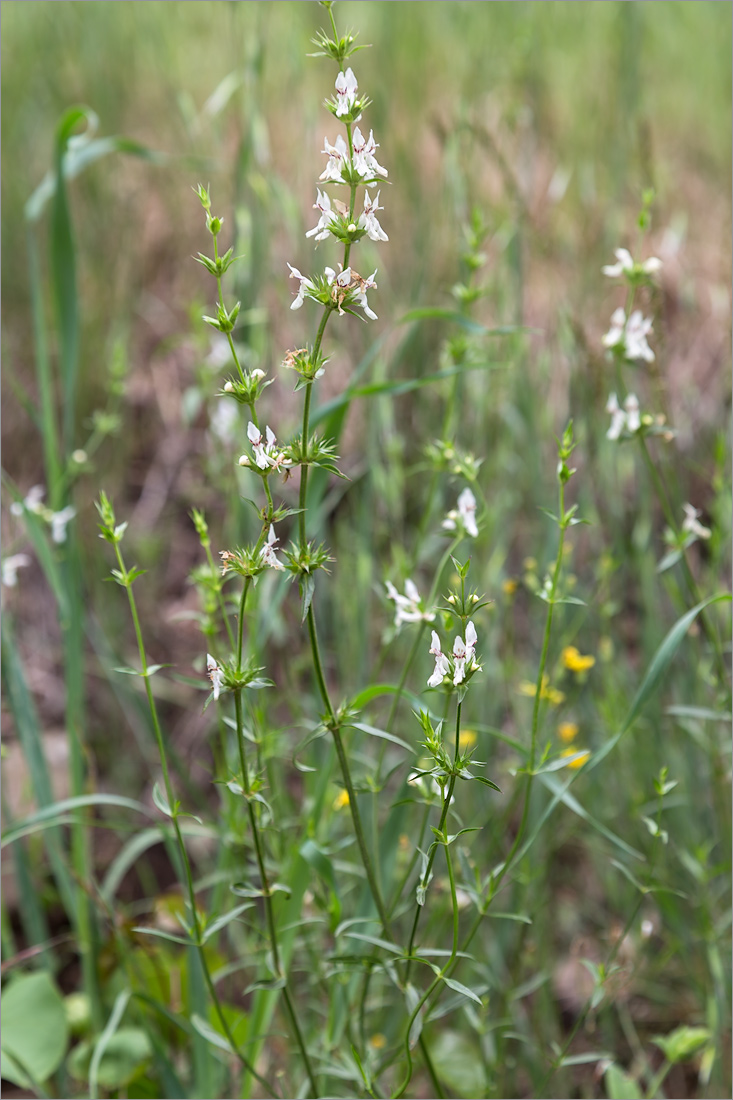 Image of Stachys atherocalyx specimen.