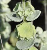 Ballota acetabulosa
