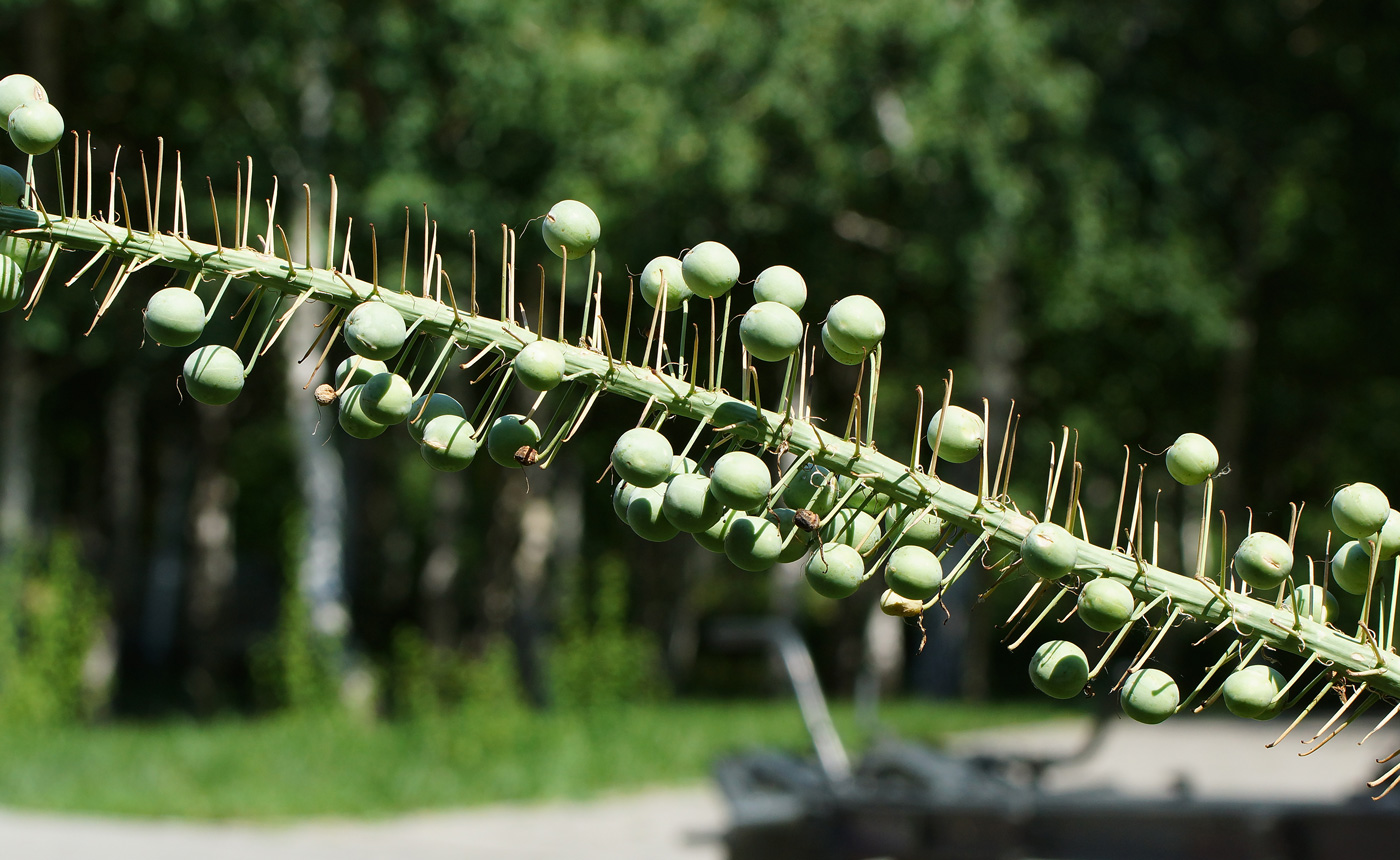 Изображение особи Eremurus robustus.