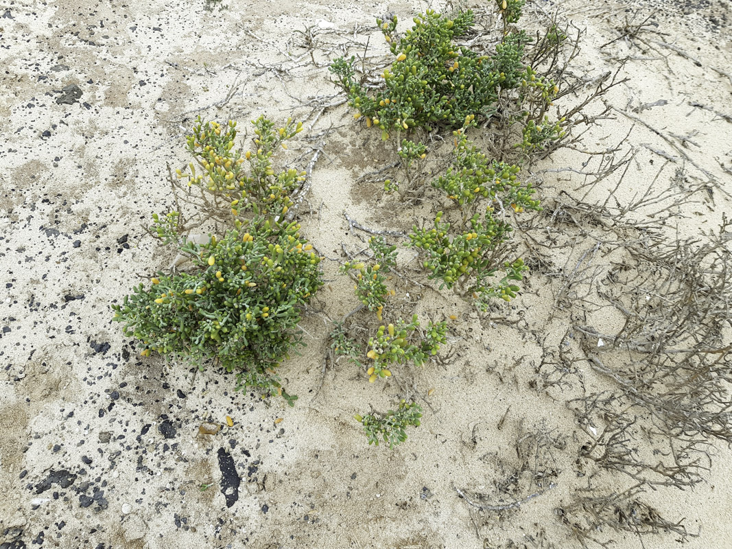 Изображение особи Tetraena fontanesii.