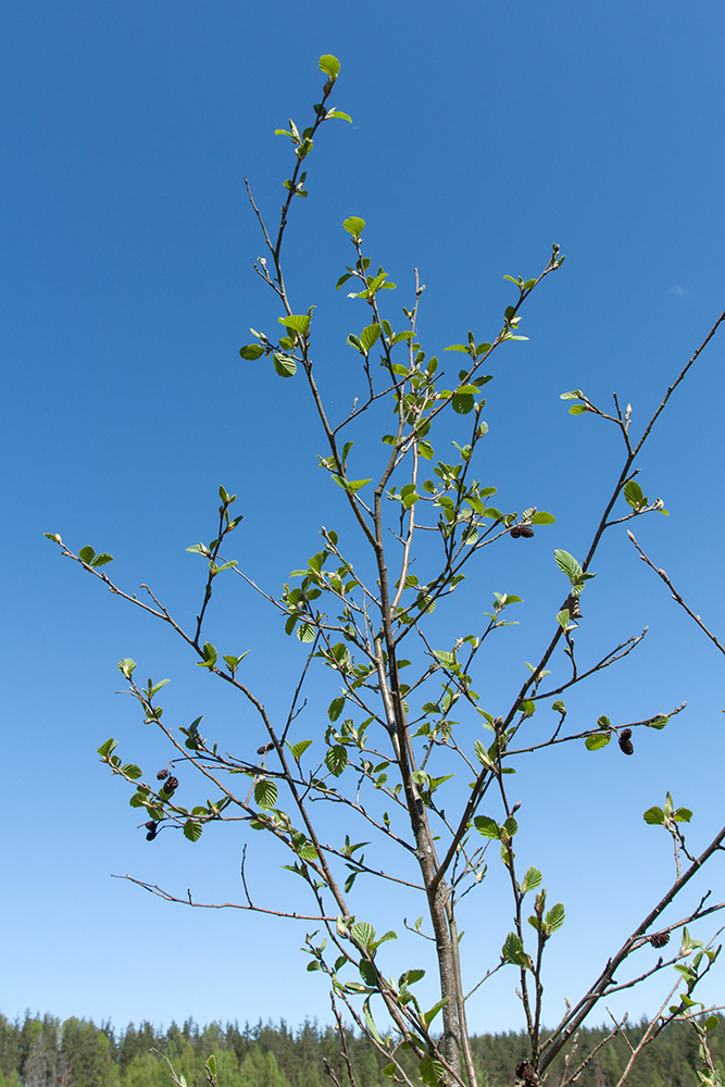 Image of Alnus incana specimen.