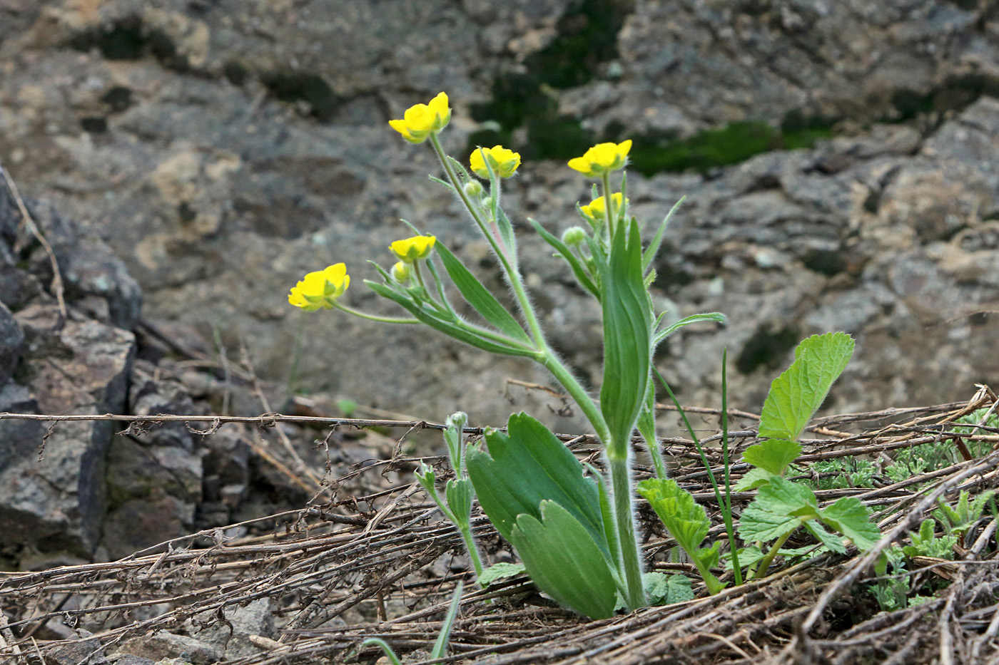 Изображение особи Ranunculus paucidentatus.