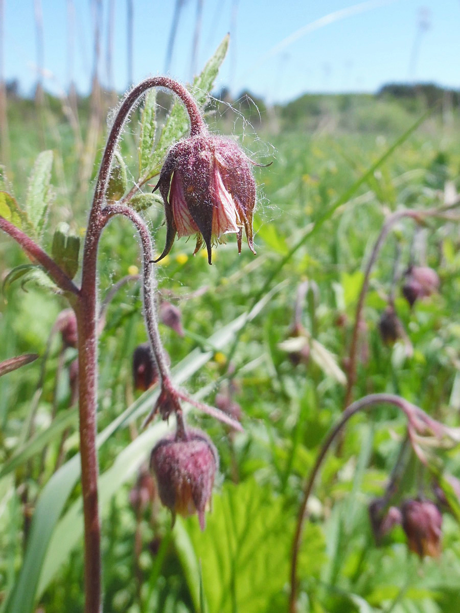 Изображение особи Geum rivale.