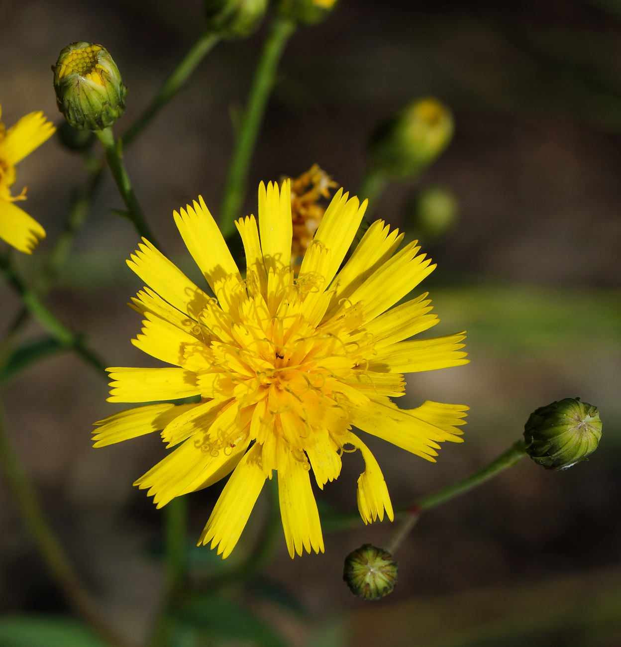 Изображение особи род Hieracium.