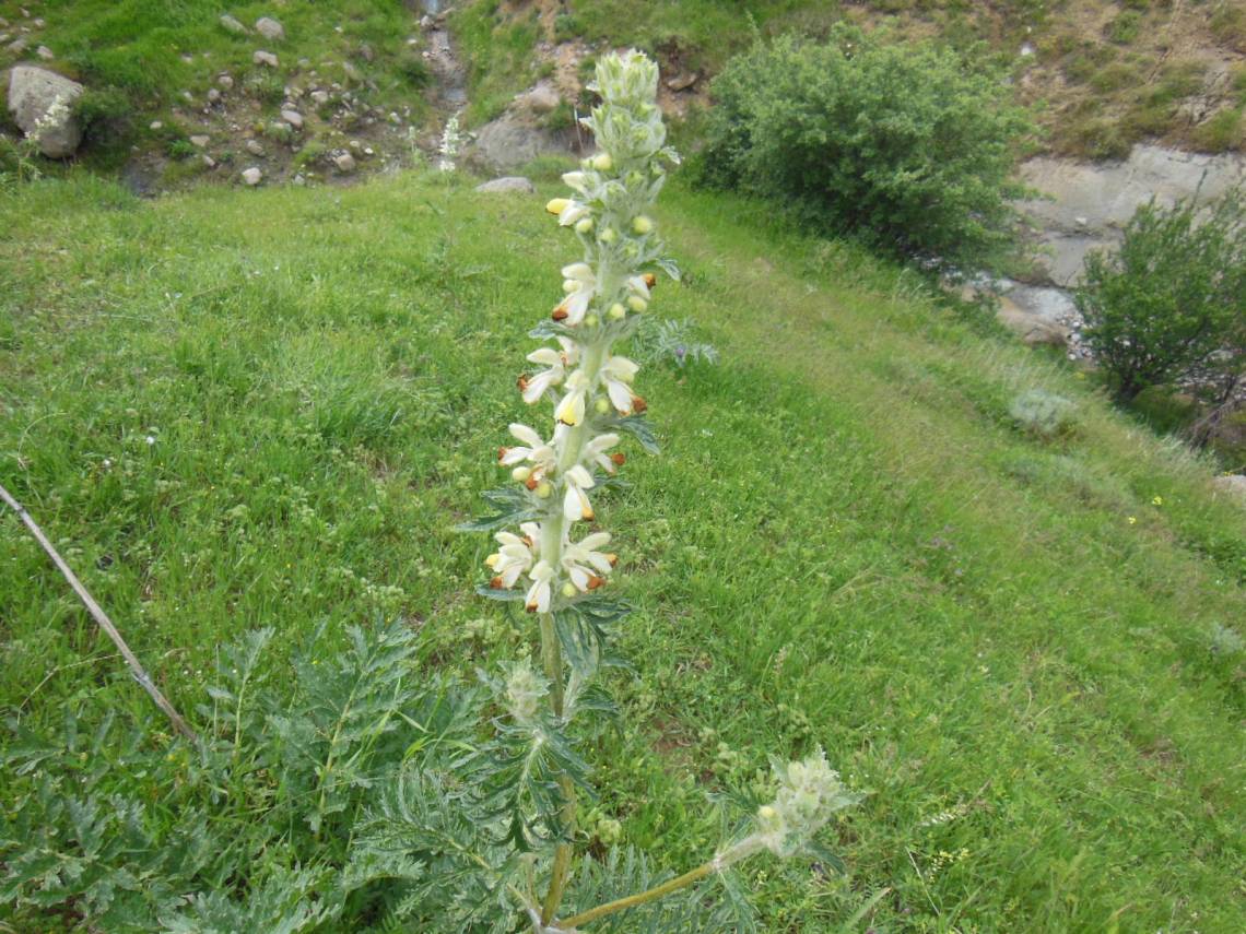 Image of Phlomoides laciniata specimen.