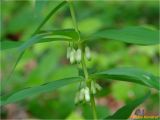 Polygonatum verticillatum