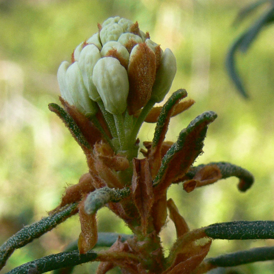 Image of Ledum palustre specimen.