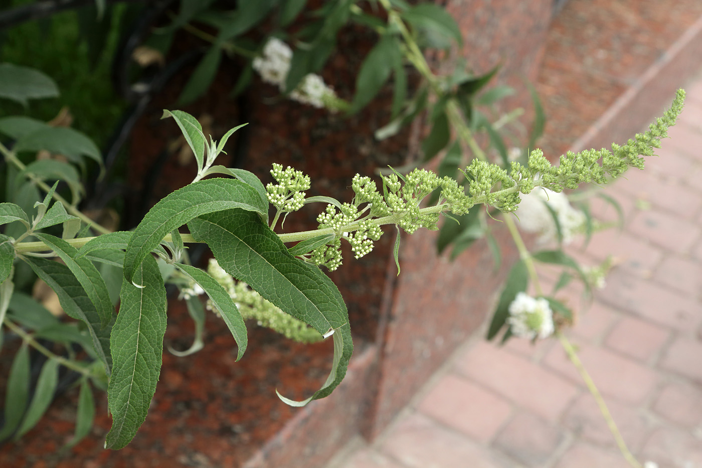 Изображение особи Buddleja davidii.